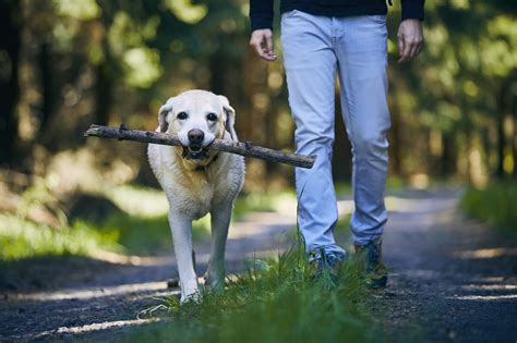 Why Do Dogs Like To Carry Sticks Home From Walks