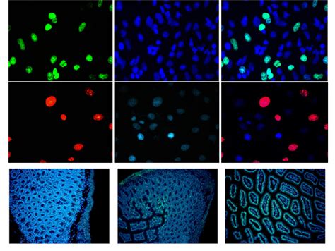 The site owner hides the web page description. Tracking New DNA Synthesis | ABP Biosciences