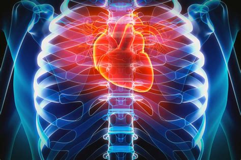 Broken Heart Syndrome Key Factor Is Stress Not Love — Harvard Gazette