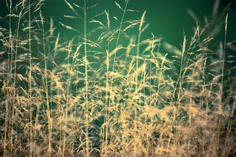 Dry Yellow Grass Free Stock Photo Public Domain Pictures