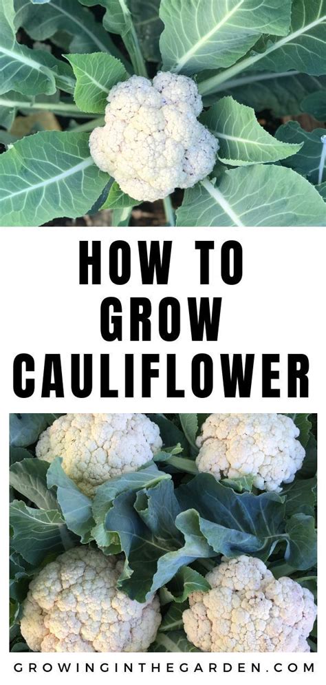 How To Successfully Grow Cauliflower Organic Vegetable Garden