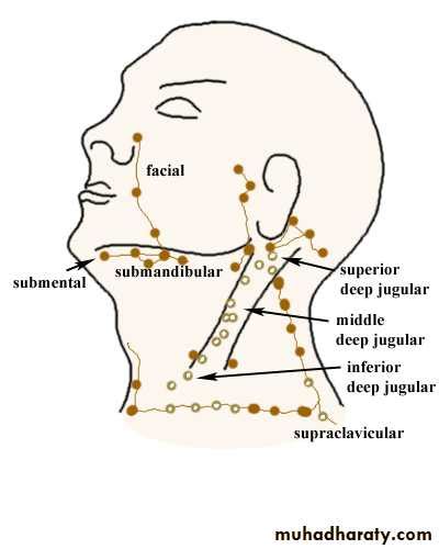 Lymphatic Disease Of The Neck Pptx د نشوان Muhadharaty