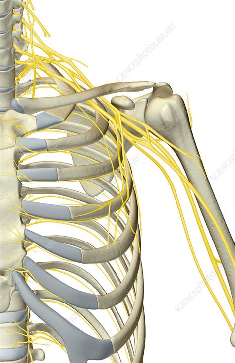 The Nerves Of The Shoulder Stock Image F0015283 Science Photo