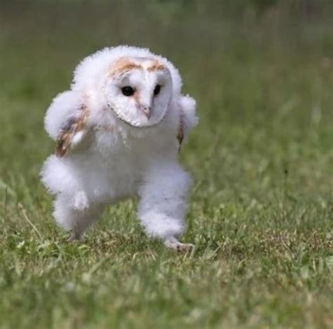A Running Owl 9gag