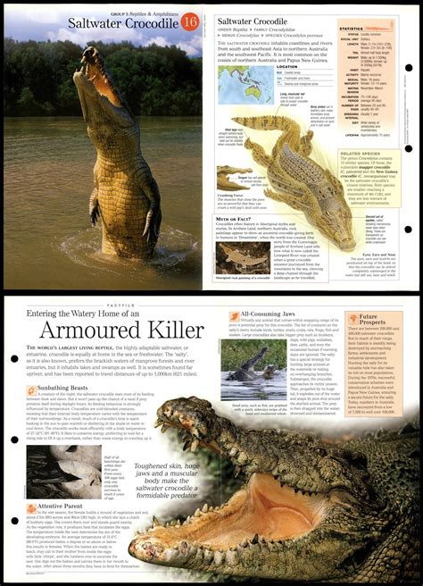 Saltwater Crocodile 16 Reptiles Discovering Wildlife Fact File Fold
