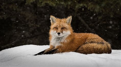 Download Snowfall Snow Winter Animal Fox 4k Ultra Hd Wallpaper