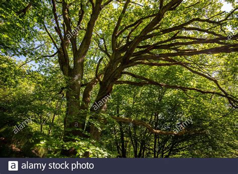 Branches Of An Big Oak Tree Against Blue Sky In Spring Stock Photo Alamy