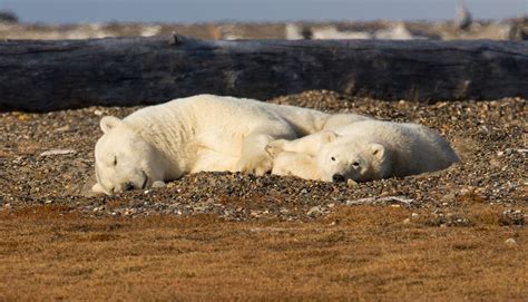 Jeremy Bears Kaktovik Alaska Polar Bears 29th 31st August 2015