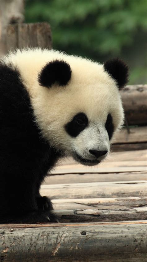 Panda Bear Cute Zoo