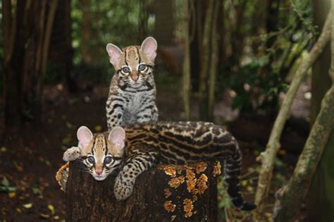 Ocelot Kittens Spotted At Greenville Zoo Gatos