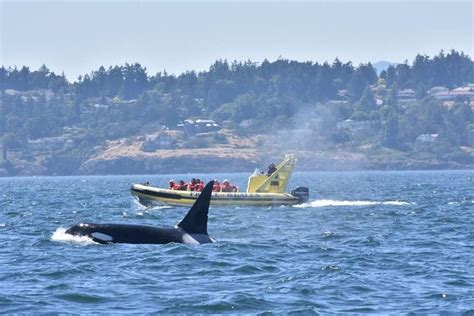 Tripadvisor Observation Des Baleines En Zodiac Au Départ De Victoria