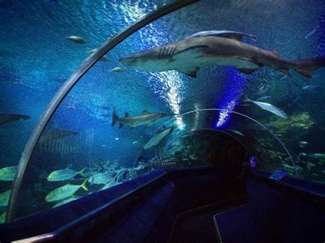 5 Tips That Will Make Your Visit To Aquaria Klcc Extra Memorable