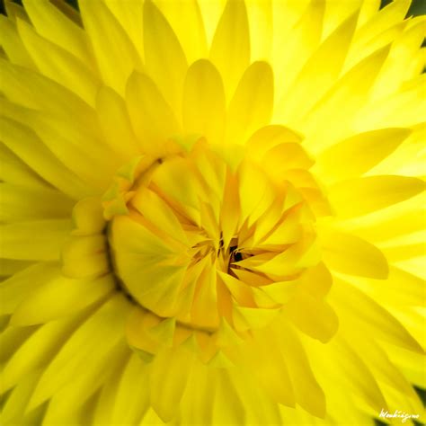 Sunny Yellow Jaune Soleil Straw Flower Immortelle Xero Flickr