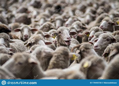 Flock With Many Merino Sheep Stock Photo Image Of Flock Herd 178455726