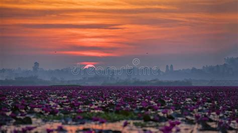Beautiful Lotus Flower Field At The Red Lotus Sea Stock Photo Image
