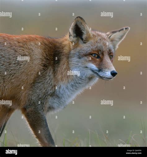 Red Fox Rotfuchs Vulpes Vulpes Watching Curious Soft Light