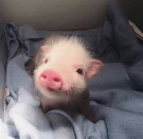 Wholesome Compiglation Of Tini Tiny Pigs I Can Has Cheezburger