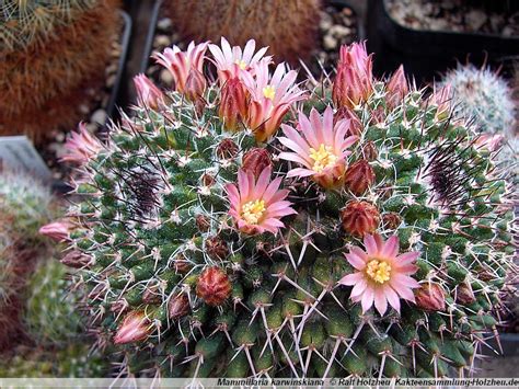 If you are trying to identify a particular cactus plant without knowing which genera to check, this will help you narrow your search based on the way your cactus plant looks. http://www.kakteensammlung-holzheu.de/Bilder/Mammillaria ...