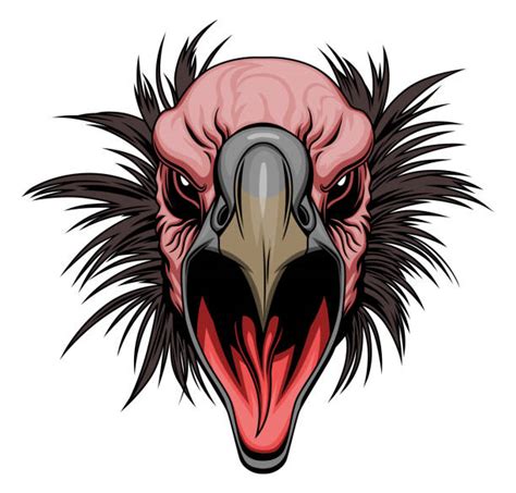 Vulture Stock Photos Pictures And Royalty Free Images Istock