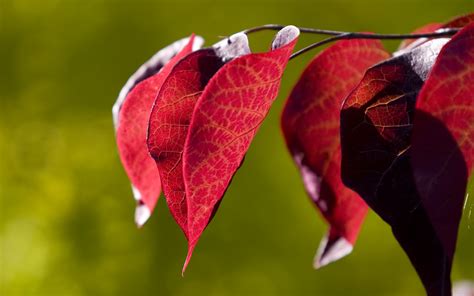 62 Red Leaves Wallpaper