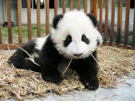 Recent papers in kung fu pets unlimited gems. Hi there | Cute panda baby, Baby panda, Baby panda pictures