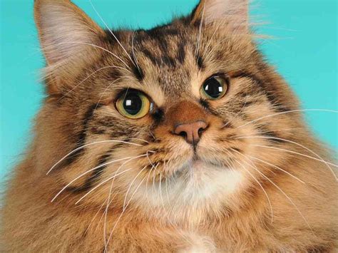 American Bobtail Cat Cat Breeds Encyclopedia American Bobtail Cat