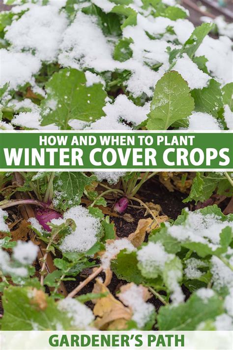 How And When To Plant Winter Cover Crops Gardener S Path Gardenerpath