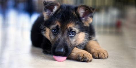 A gsd puppy will bring happiness to your entire family if you take proper care. Why You Should Choose Premium Dog Food For Your German ...