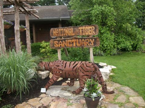 National Tiger Sanctuary A Forever Home For Big Cats
