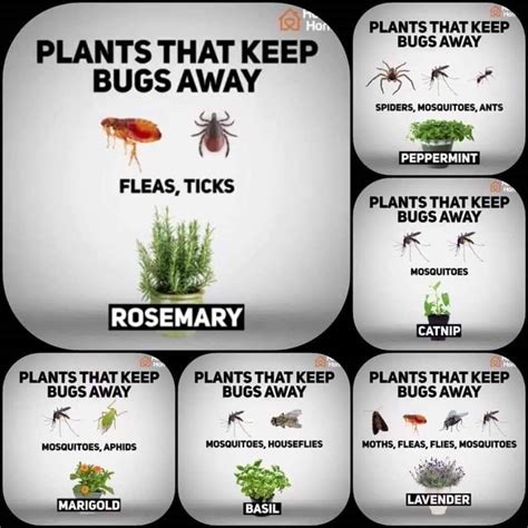 Pin by Melanie Murphy-Stem on Plants | Catnip plant, Keep bugs away ...