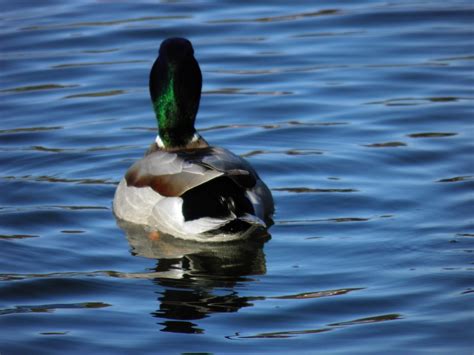 Wild Duck Free Photo Download Freeimages