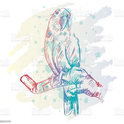 Sketch Drawing Of Eclectus Parrots Stock Illustration Download Image