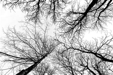 Dark Tree Branches Photograph By Wdnet Studio