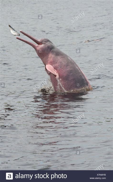 26 opiniones sobre turismo, dónde comer y alojarse por puntos esenciales en rio negro. Pink Dolphin Stockfotos & Pink Dolphin Bilder - Alamy