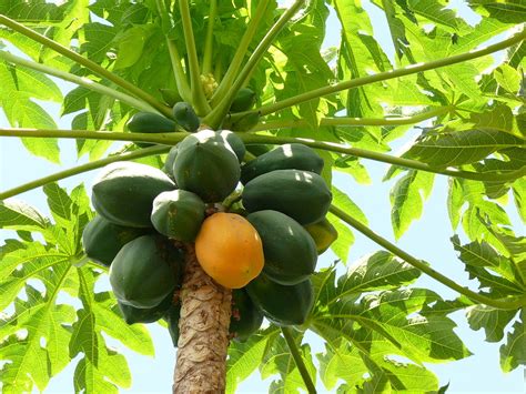 Planta De Papaya CaracterÍsticas Cultivo Y Cuidados