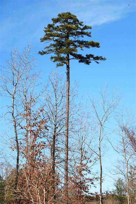 Shortleaf Pine Pinus Echinata North Carolina Extension Gardener