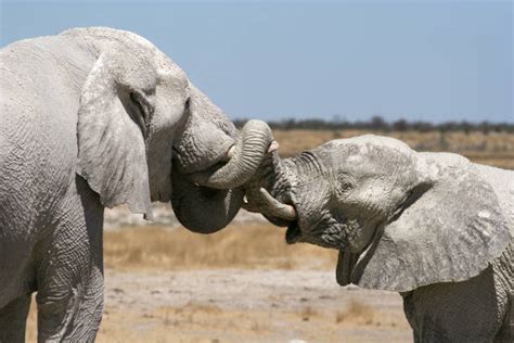 African Elephants With Trunks Intertwined Stock Photos Pictures