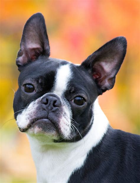 Boston Terrier Breed Standard Health Issues Exercise Requirements