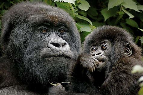 6 Reasons To See Mountain Gorillas In Uganda — Gorilla Tracking Africa