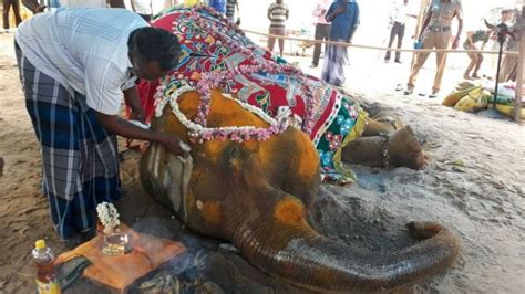 O trágico destino de milhares de elefantes usados em rituais e turismo