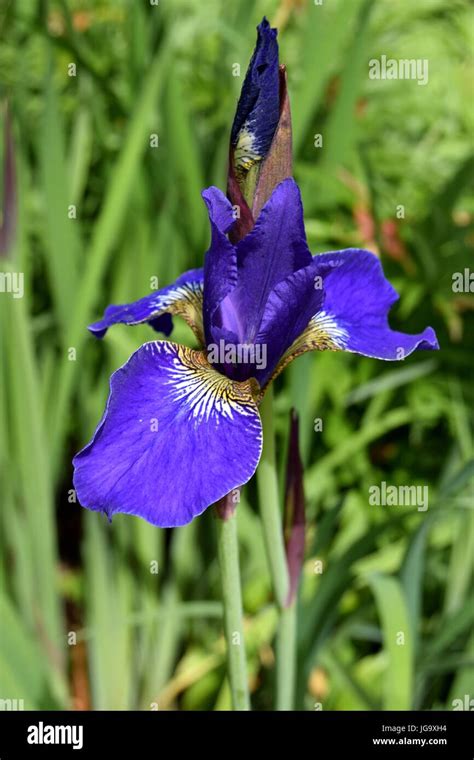 Iridaceae Iris Flower Stock Photo Alamy