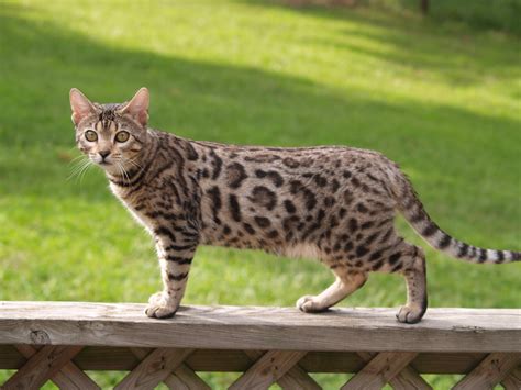 Here, you'll find free impartial advice from a longtime owner. Bengal Cats | Cute Cats