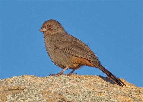 California Towhee San Diego Bird Spot