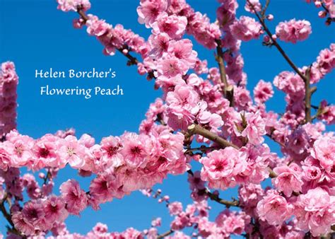 Most peach varieties require time in cold temperatures in order to grow effectively. Dave Wilson Nursery