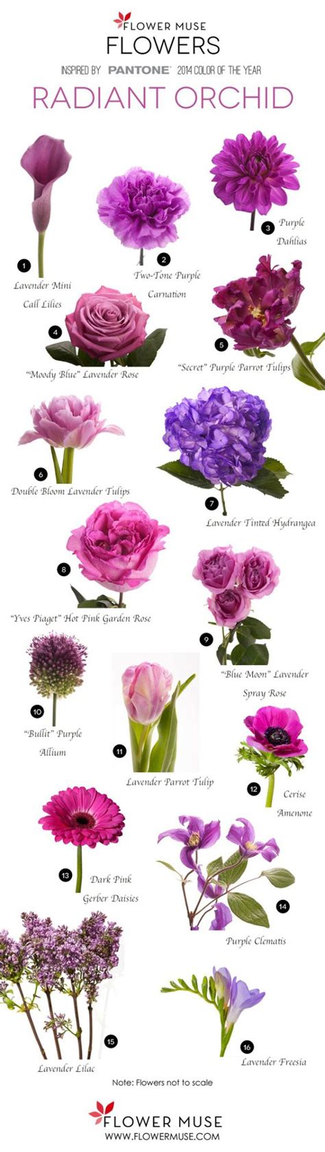 Purple Flowers Names With Pictures Icon