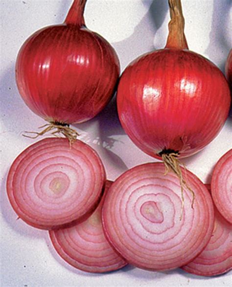 Ruby Red Onion Seeds Heirloom Non Gmo Open Pollinated Etsy