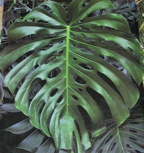 Img0165 1312×1392 Plant Leaves Jungle Tropical