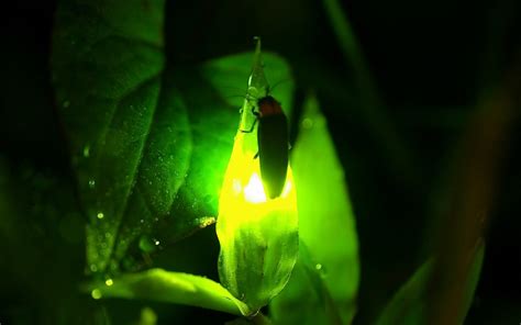 Wallpapers Hub Fireflies At Night