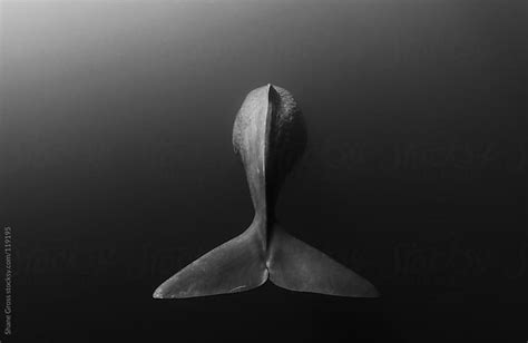 Whale Tail By Shane Gross Stocksy United