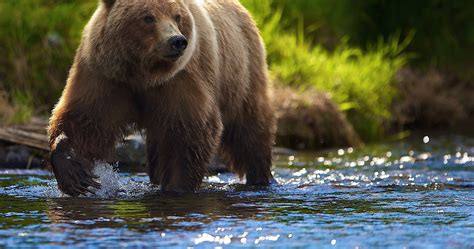 A large collection of anime wallpapers will energise your triple screen set up with an amazing glow. summer bear in river 4k ultra hd wallpaper | Brown bear ...